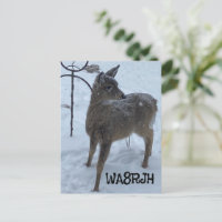 PC Winter Baby Hirsch Ham Op Amateur Radio qsl Kar