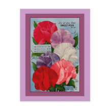 Pea Pflanze Vintage Saatpackung Art