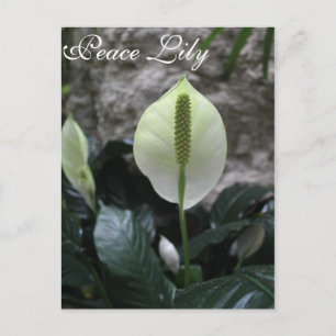 Peace Lily # 4 Postkarte