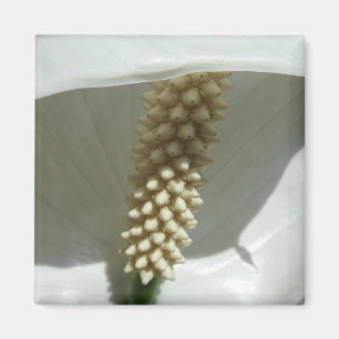 Peace Lily Elegante Magnet