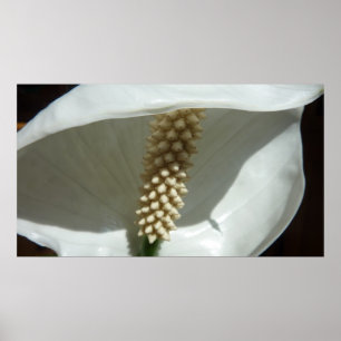 Peace Lily Elegante Poster