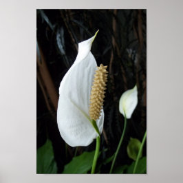 Peace Lily Floral Fotografy Poster