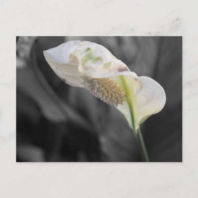 Peace Lily - Selektive Farbe Postkarte (Vorderseite)