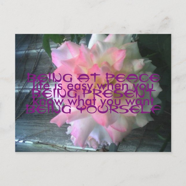 Peace Rose Postcard Postkarte (Vorderseite)