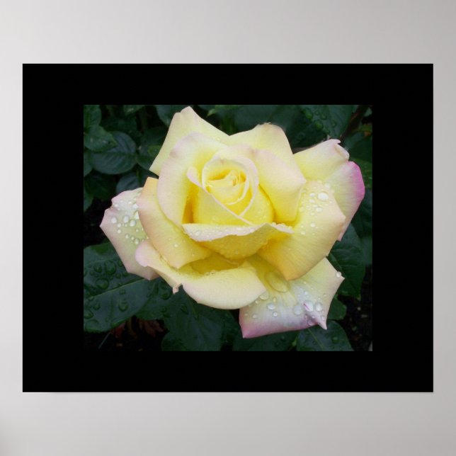 Peace Rose Poster (Vorne)