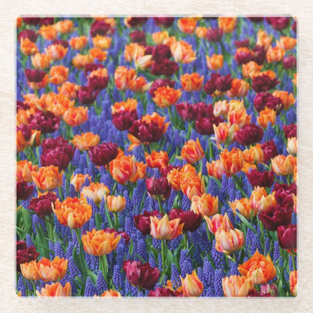 Peach and Red Tulips in Gran Hyacinth Blume Glasuntersetzer (Vorderseite)