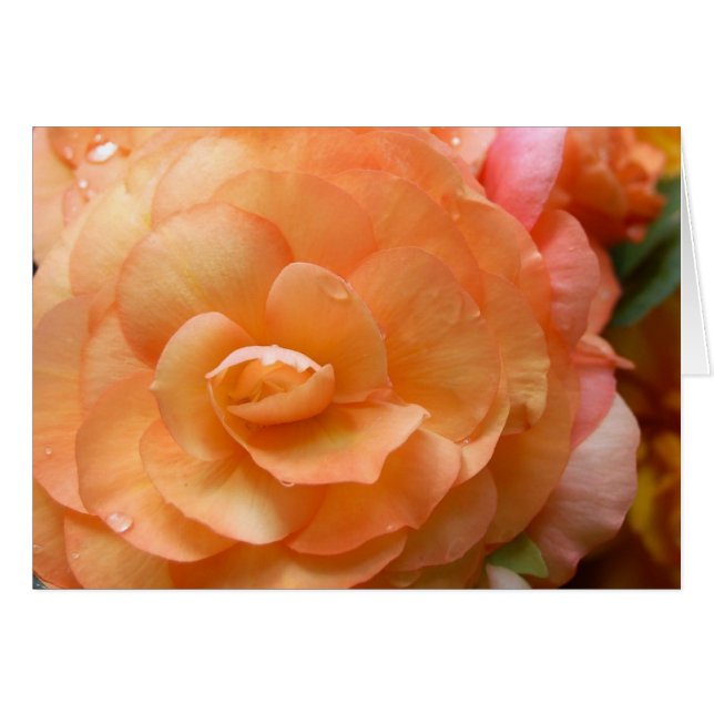 Peach Begonia (Devant horizontal)