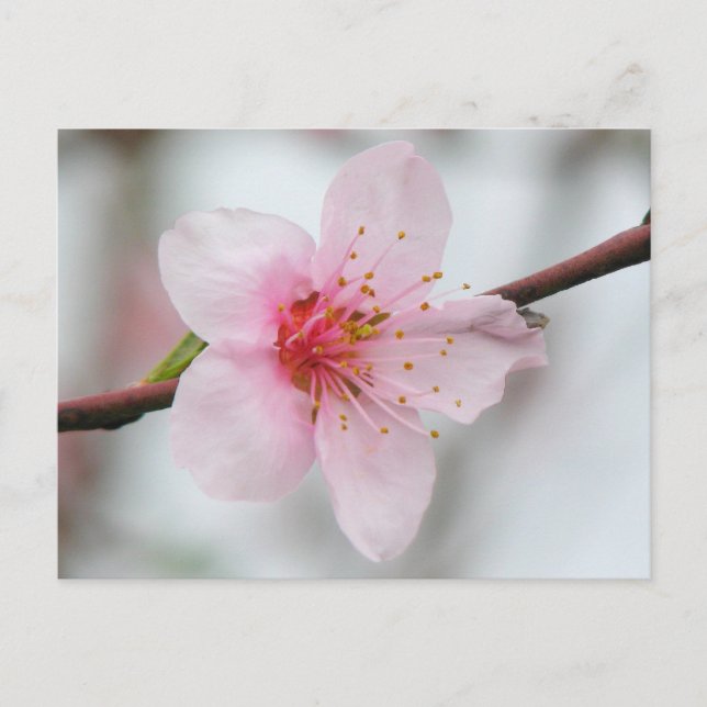 Peach Bloom Postkarte (Vorderseite)
