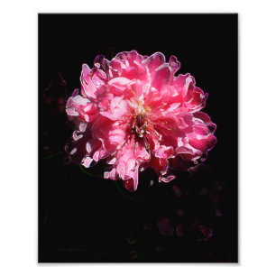 Peach Blossom Blume Fotodruck