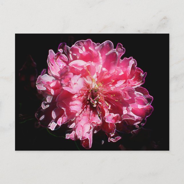Peach Blossom Blume Postkarte (Vorderseite)
