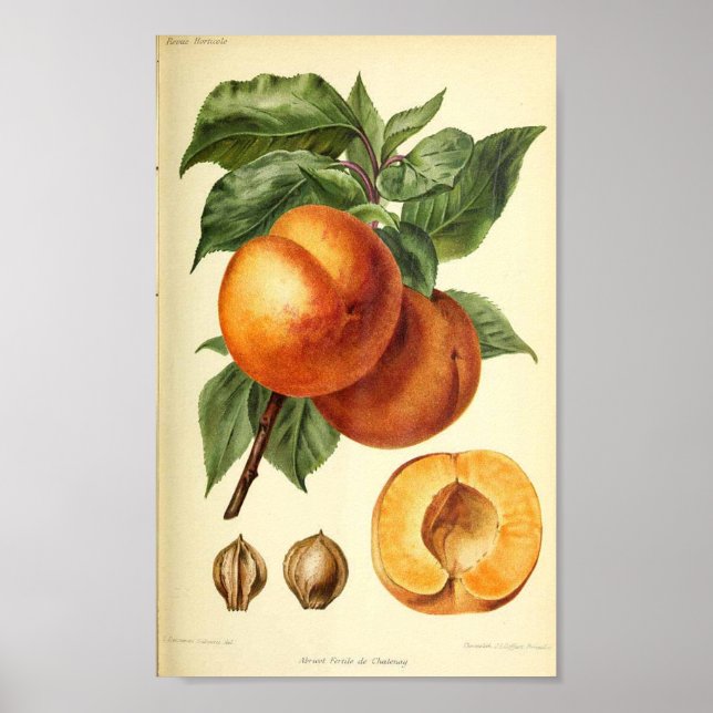 Peach Botanical Fruit Print Poster (Vorne)