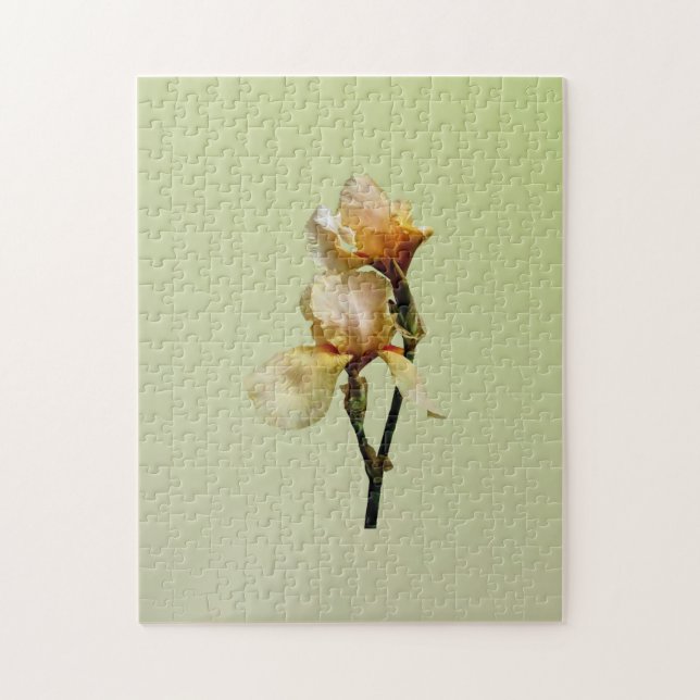 Peach Colored Irises (Vertikal)