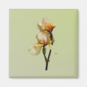 Peach Colored Irises Magnet