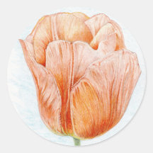 Peach Colored Tulip