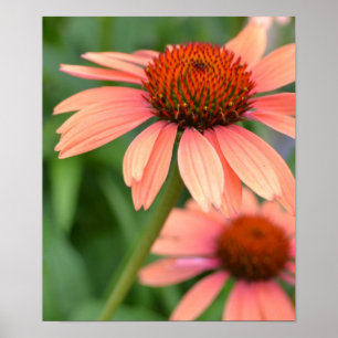 Peach Echinacea Blume Poster