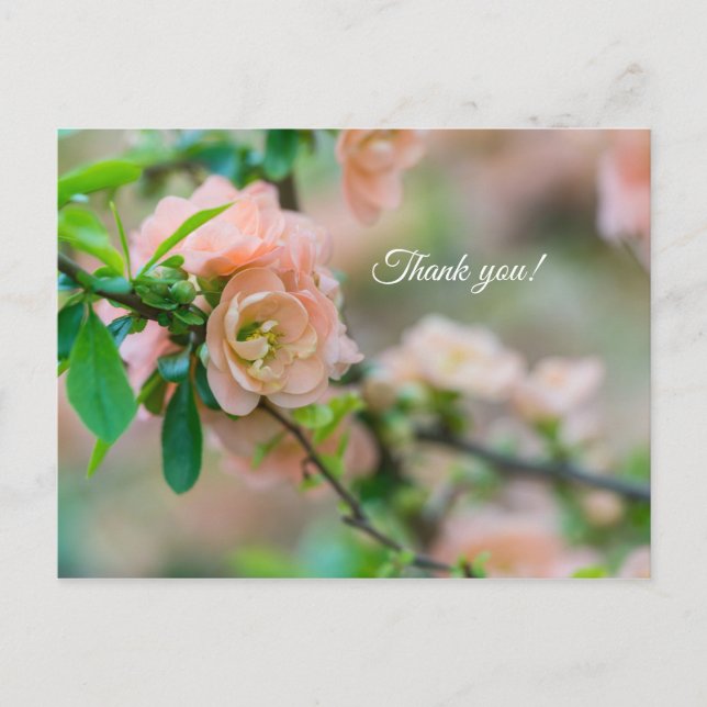 Peach Flower Quince Danke Post Card Postkarte (Vorderseite)