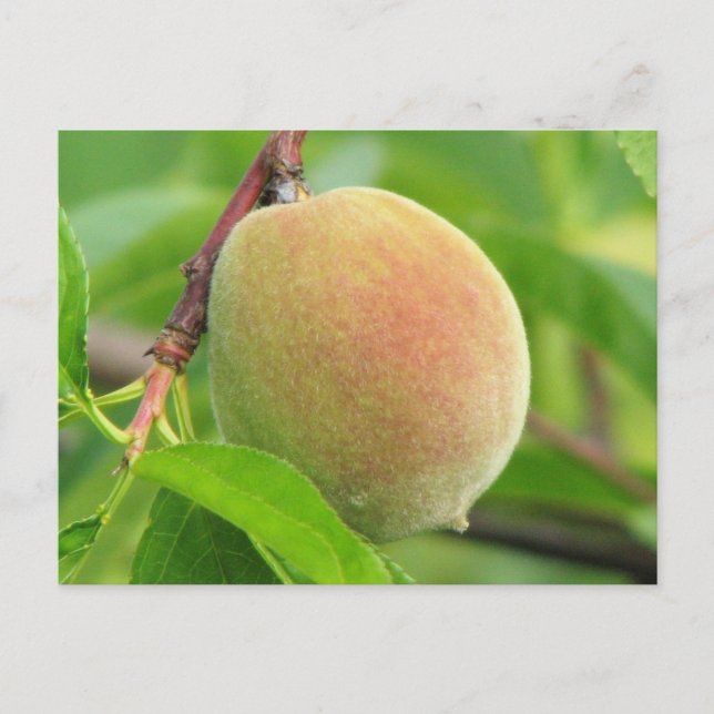 Peach Fuzz Postkarte (Vorderseite)