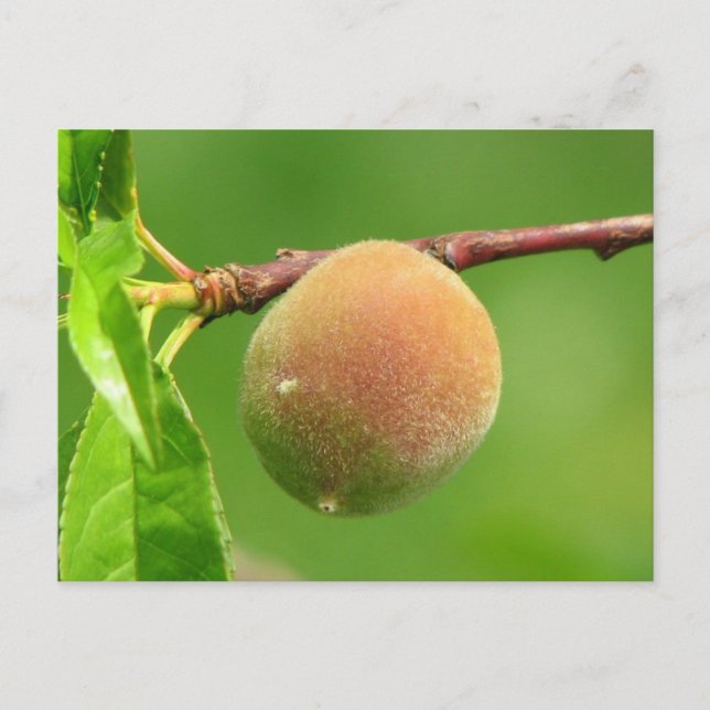 Peach Fuzz Postkarte (Vorderseite)