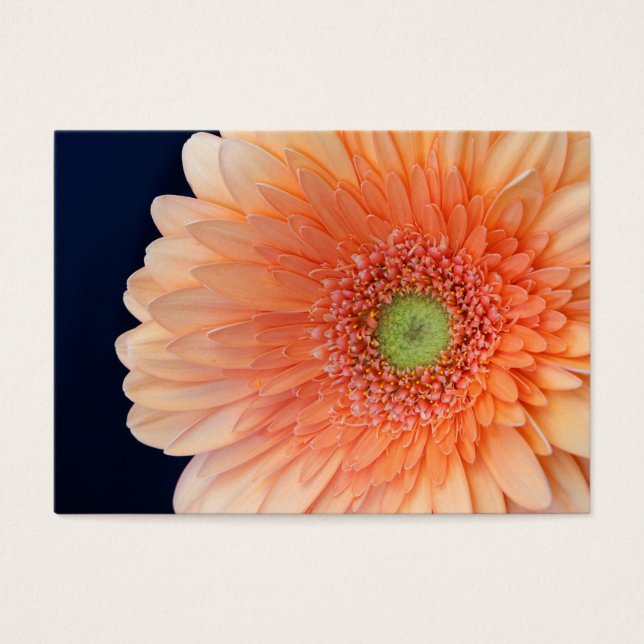 Peach Gerbera (Vorderseite)