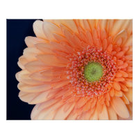 Peach Gerbera