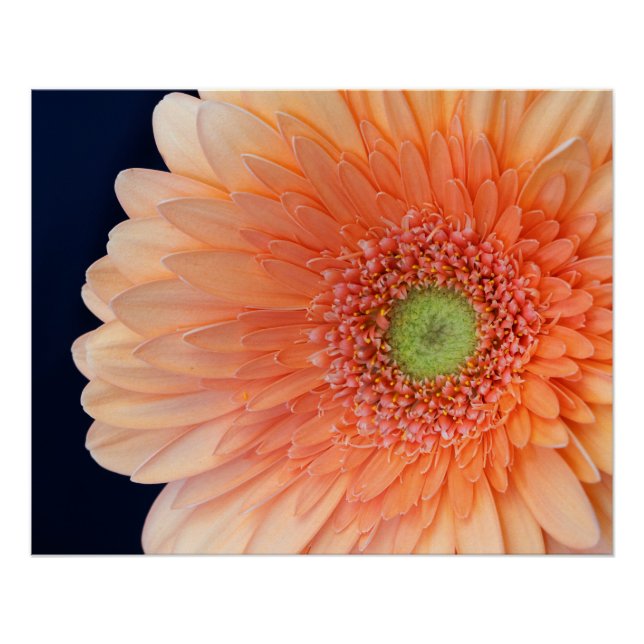 Peach Gerbera Poster (Vorderseite)