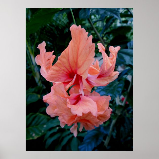 Peach Hybrid Hibiskus Poster (Vorne)