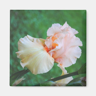 Peach Iris Magnet