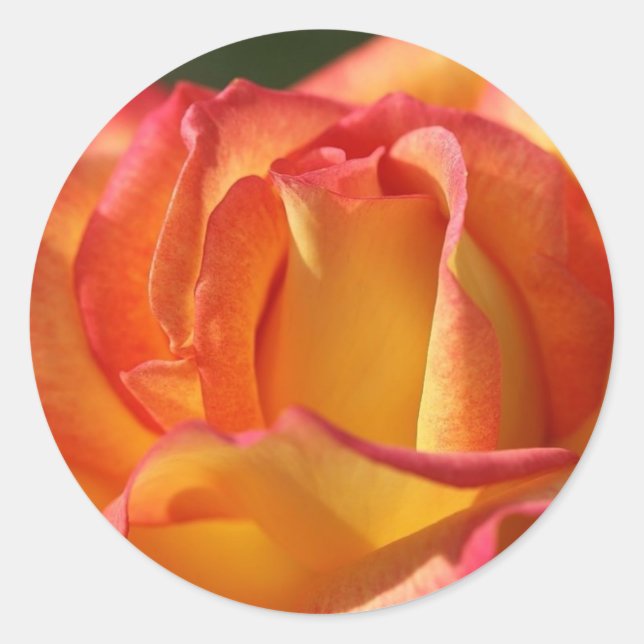 PEACH (Orange) ROSE-WEDDSCHALTER UND SIEGEL Runder Aufkleber (Vorderseite)