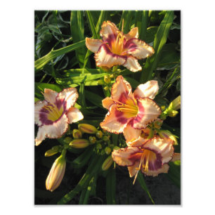 Peach Oriental Day Lilies Fotodruck