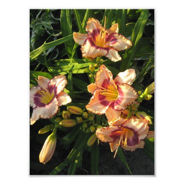 Peach Oriental Day Lilies Fotodruck (Vorne)