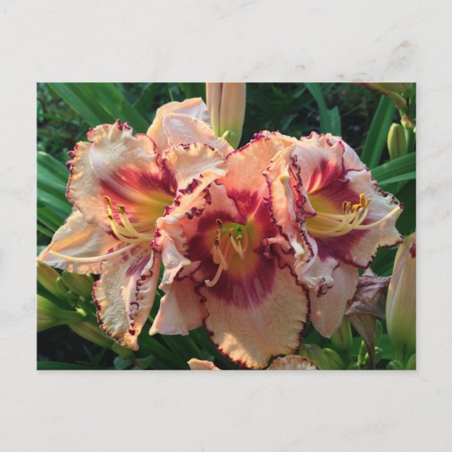 Peach Oriental Lilie Blume Postkarte (Vorderseite)