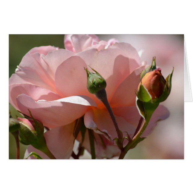 Peach Peony (Vorderseite (Horizontal))