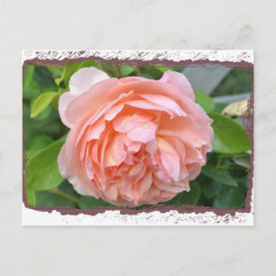Peach Peony Postcard Postkarte