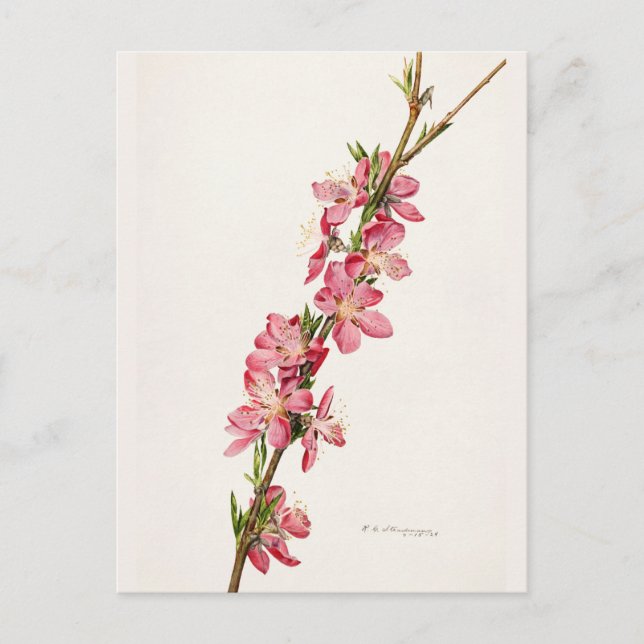 Peach Pink Blume Aquarellmalerei Postkarte (Vorderseite)