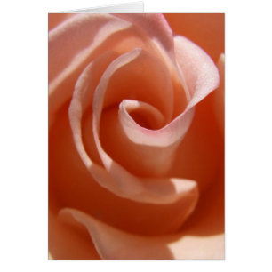 Peach-Rose