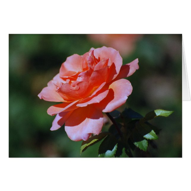 Peach-Rose (Vorderseite (Horizontal))