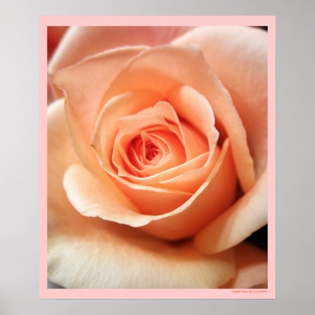 Peach Rose Apricot Rose Blume Blumenkohl Foto Poster (Vorne)