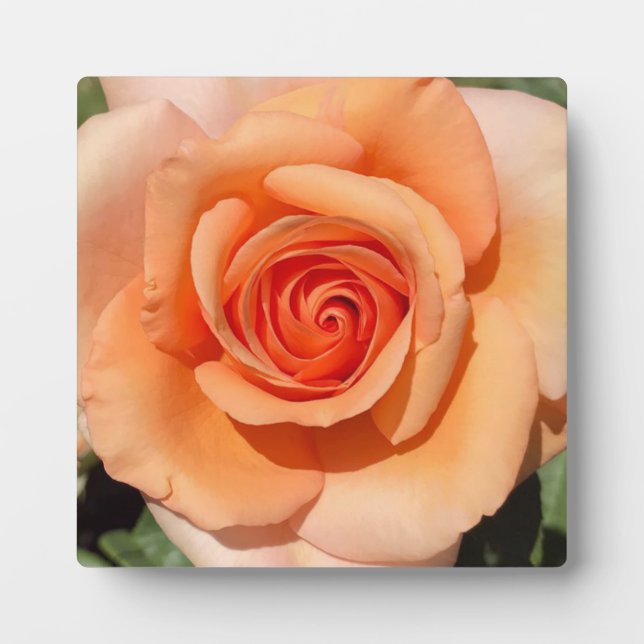 Peach-Rose Fotoplatte (Vorderseite)