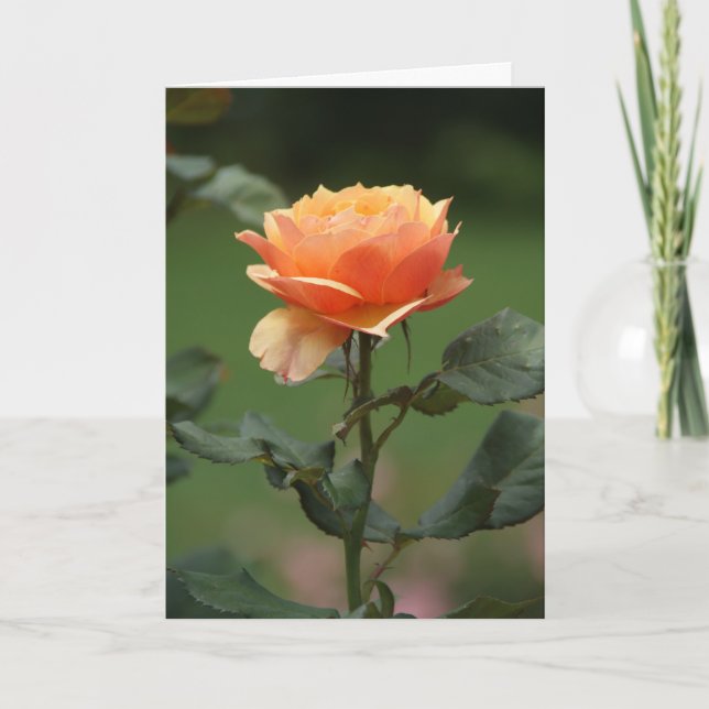 Peach Rose Freundschaftskarte Karte (Vorderseite)