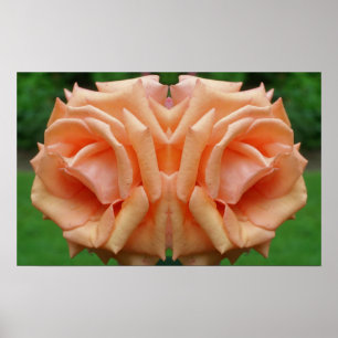 Peach Rose in Bloom Mirror Abstrakt Poster