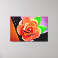 Peach-Rose