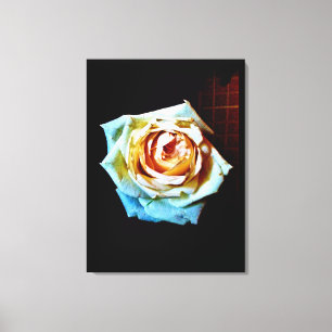 Peach-Rose Leinwanddruck
