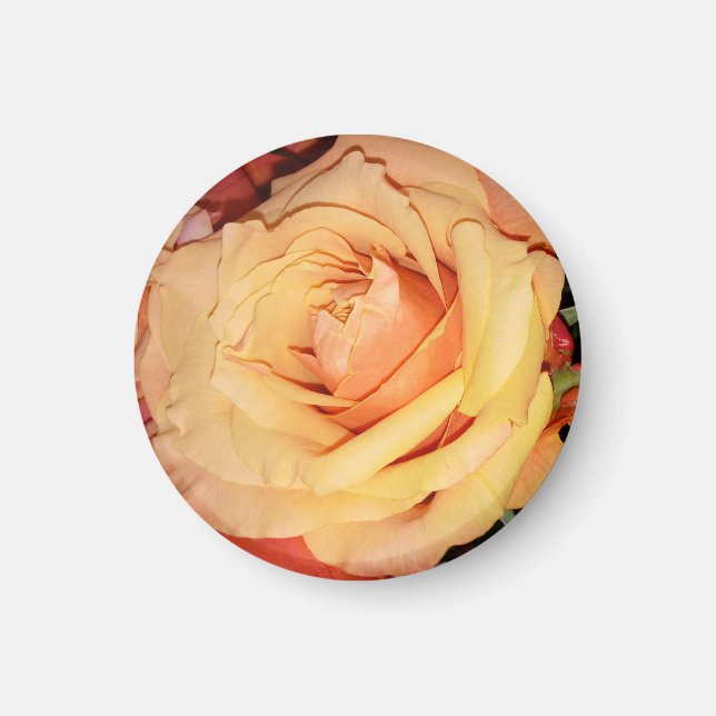 Peach Rose Magnet pour votre réfrigérateur ou armo (Devant)