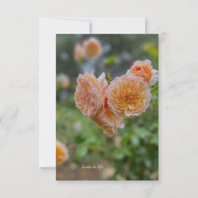 Peach-Rose Mitteilungskarte (Vorderseite)