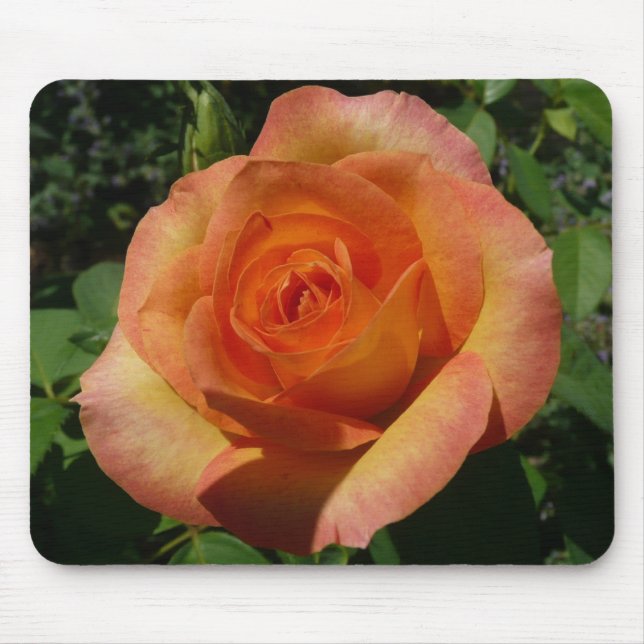 Peach Rose Orange Floral Fotografie Mousepad (Vorne)