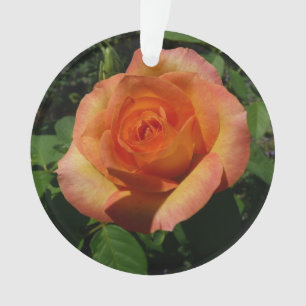 Peach Rose Orange Floral Photographie