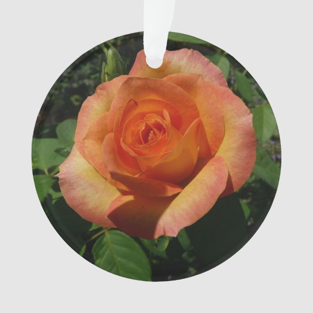 Peach Rose Orange Floral Photographie (devant)