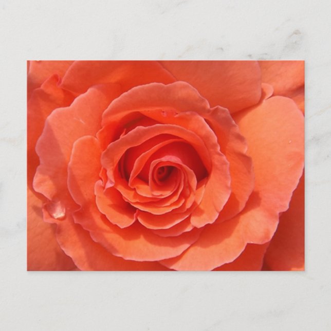 Peach Rose Postcard Postkarte (Vorderseite)