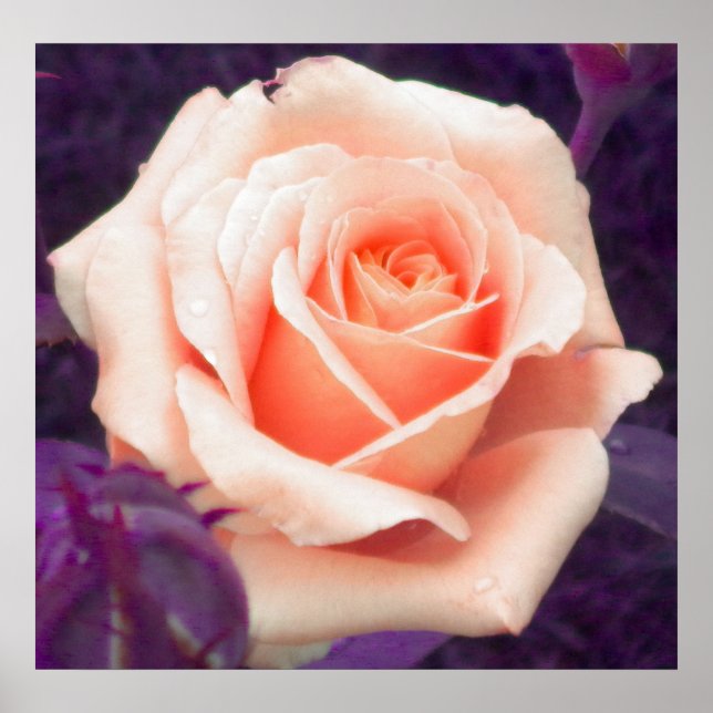 Peach Rose Poster (Vorne)