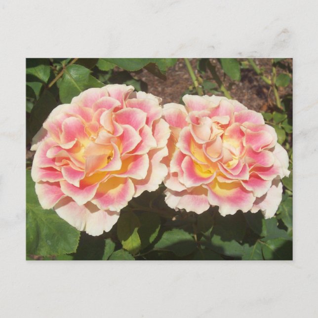 Peach Rose Postkarte (Vorderseite)